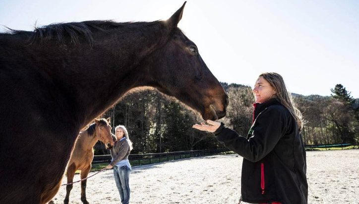 Greeting a horse at Serendipity Equine